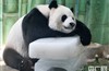 武汉酷暑动物难耐 熊猫抱冰块猴子吃冰棒